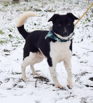 ARIELL K ADOPCI - 1 ROK, KAMARÁDSKÝ,HODNÝ,HRAVÝ - 7
