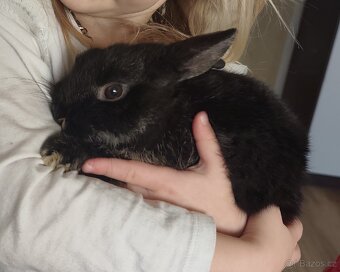 Zakrslý králík (rex x beránek) - 7