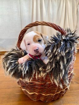 Štěňata kříženec Parson russel teriér - 7