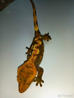 Pagekon řasnatý, dospělé samice, Correlophus ciliatus - 7