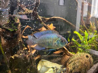 Geophagus Sveni Rio - 7