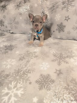 Francouzský buldoček - 7