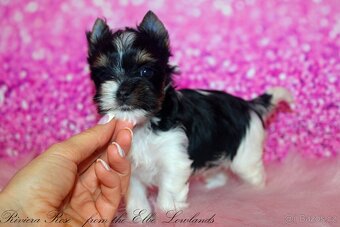 biewer terier s PP jorkšírský Fenka - 7