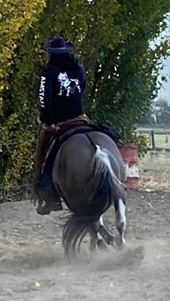 Apha žrebec pripustanie - 7