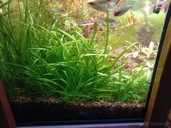 Akvarijní rostliny - 7