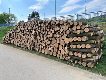 Palivové dřevo i suché - 7