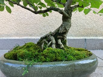 Bonsai, Bonsaj, jasan ztepilý - 7