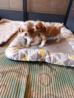 Kavalír king charles spaniel - 7