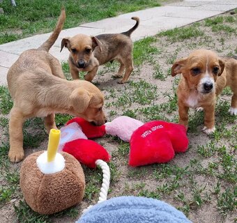 MINNIE K ADOPCI - hodná, umazlená holčička - 7