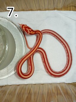 Užovka červená Letošní mláďata - 7