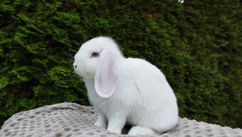 Zakrslý beránek, králíček, králík - HARRY - 7