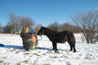 Loňský hřebeček 3/4 shetland pony - 7