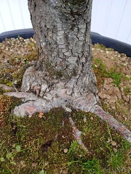 Lípa malolistá (Tilia cordata) bonsai - 7