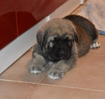 Španělský mastin- nabízíme štěňátka k odběru po 20.lednu - 7