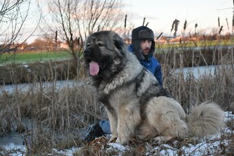 Kavkazský pastevecký pes - 7