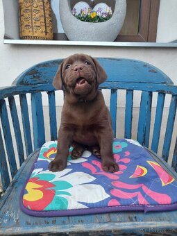 Labradorský retrívr s PP - 7