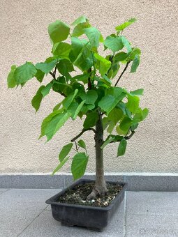 Bonsai, Bonsaj, jamadori, lípa srdčitá - 7
