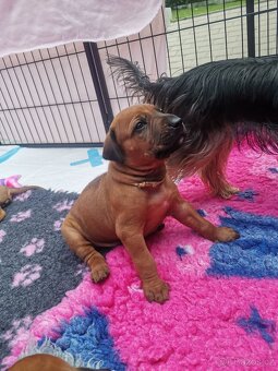 Rhodéský ridgeback - štěňátka k rezervaci 🩷💙 - 7