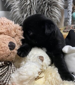 Mops s PP - 7