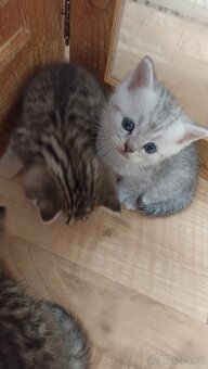 Britská whiskas koťátka s PP - 7