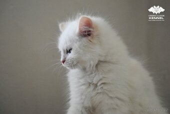 Ragdoll s PP – creme bicolor kocourek na výstavy a chov - 7