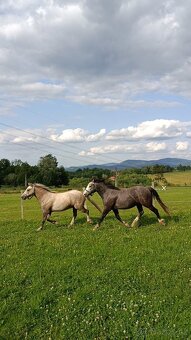 Český sportovní pony valach - 7