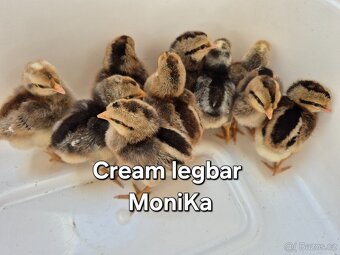 Násadová vajíčka Cream legbar - 7