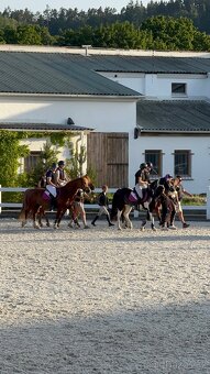 Pony kategorie B - 7