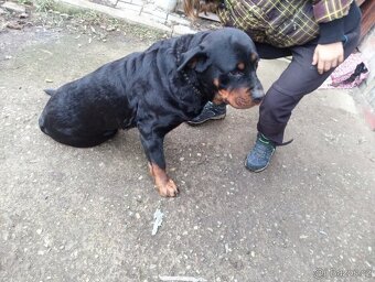 Rotvajler Rotweiler štěně - 7