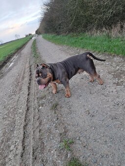 American bully Pocket s pp- KRYTÍ - 7