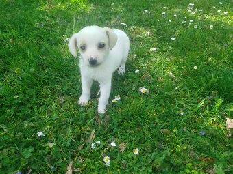 Jack Russell teriér - 7