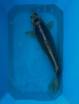 Koi kapři - 7
