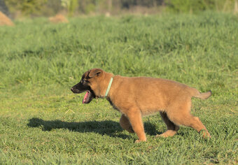 Prodám štěně BO Malinois PP - 7