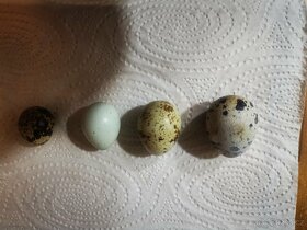 Vejce křepelek, křepelky, křepelka, násadová vajíčka - 7