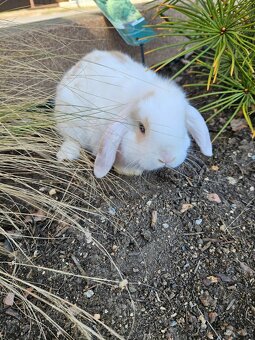 Zakrslý králík - 7