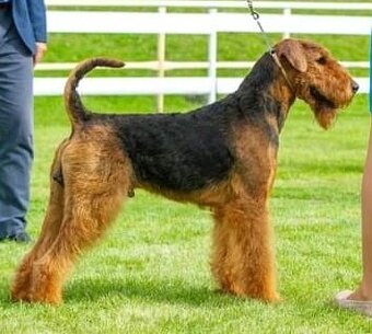 Erdelteriér- Airedale terrier, štěňata - 7