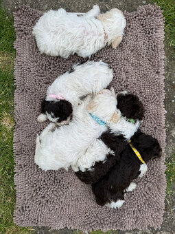 Štěňata lagotto romagnolo - italský vodní pes s PP - 7