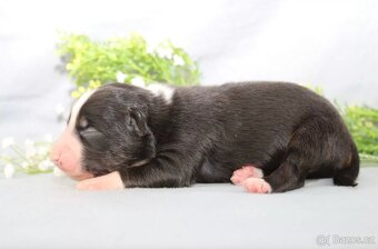 Australský ovčák s PP, blue merle a black tricolor feny - 7