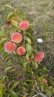 Pronájem zahrady - Bradlec, 977 m2 - 7