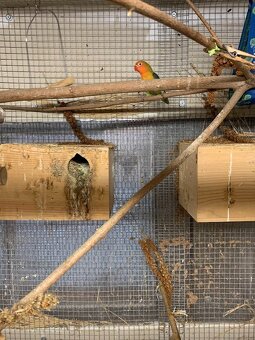 Agapornis Fischerův - 7