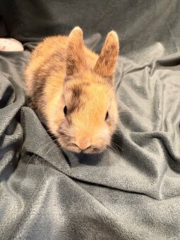 Zakrslý králíček - 7