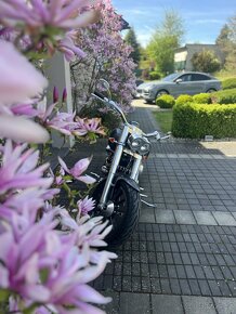 Harley-Davidson FLSTC - 7