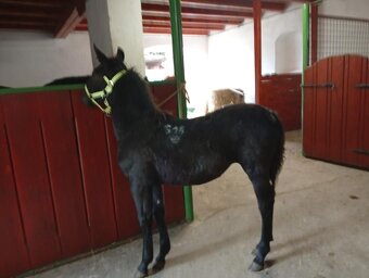 Kladrubske hřibata - 7