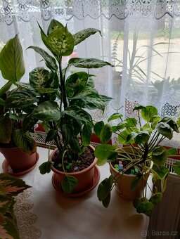 Pokojové rostliny - 7