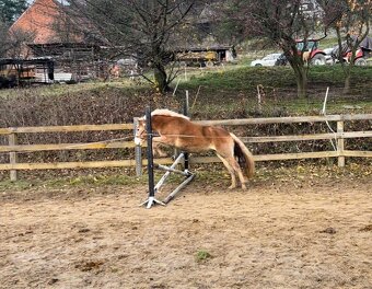 Kvalitní klisna hafling - 7