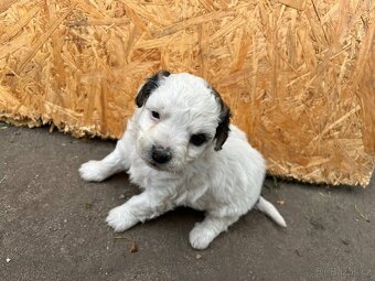 Prodám štěňata Jack Russel teriér - 7
