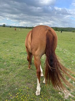 Prodám valacha American quarter horse - 7