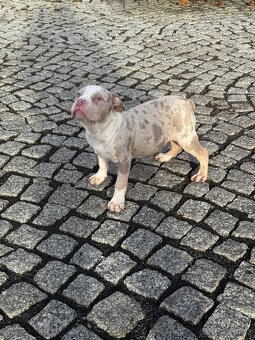 American Bully štěňátka - 7