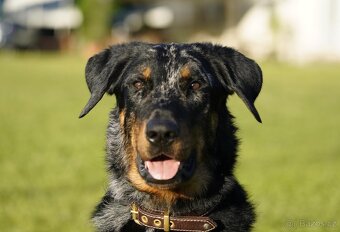 Beauceron štěńátka s PP zahraniční krytí - 7