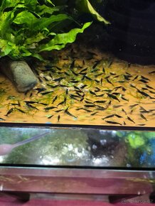 Krevetky akvarijní neocaridina - 7